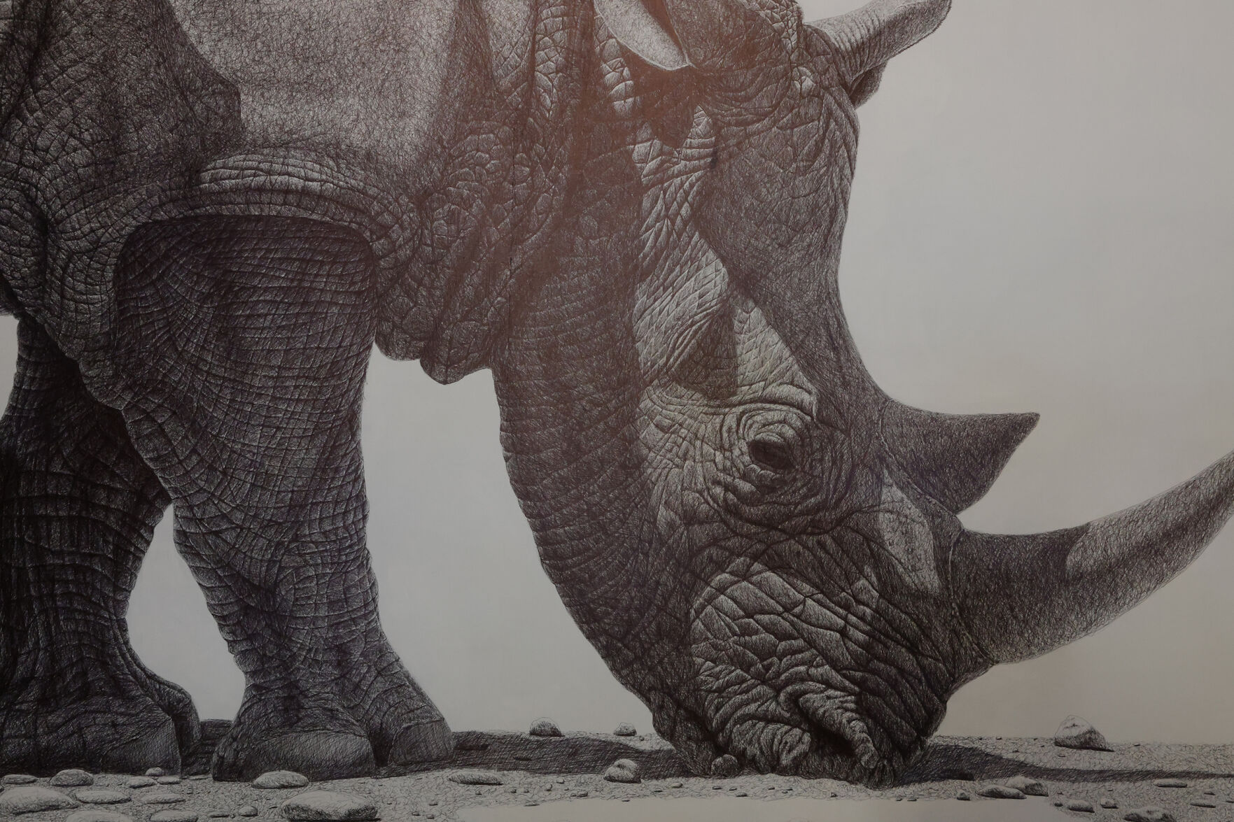 rhinoceros art work
